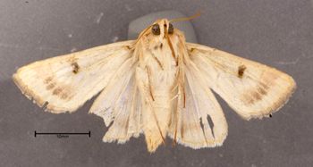 Media type: image;   Entomology 622487 Aspect: habitus ventral view